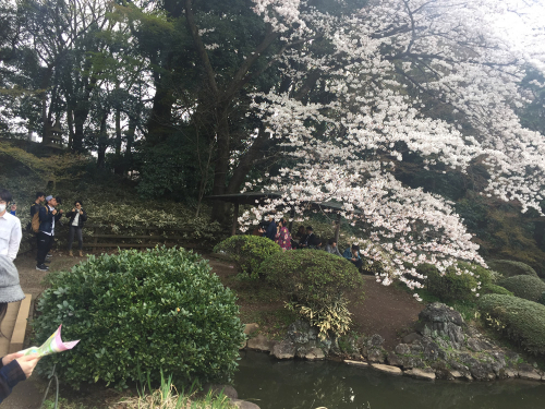 桜の季節が人気