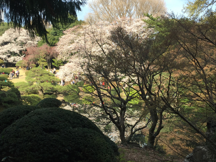 庭園と桜