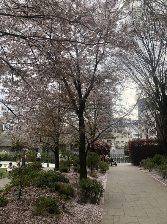 春には桜も咲きます