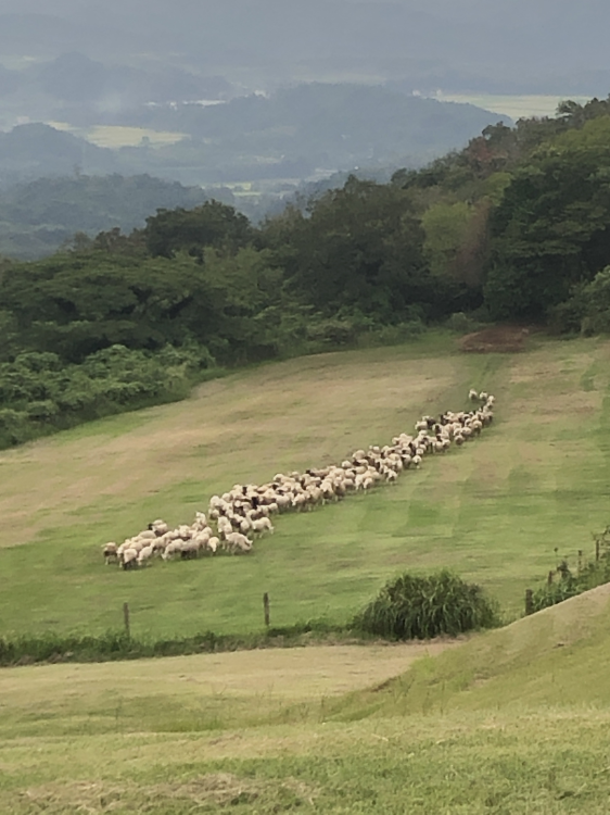 マザー牧場　羊の群れ