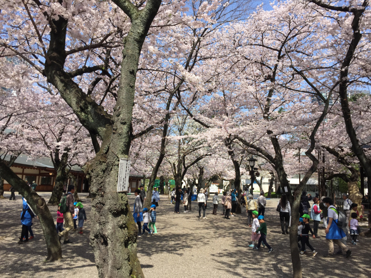 桜の季節の靖国神社