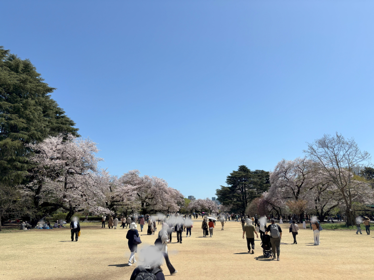 桜の時期